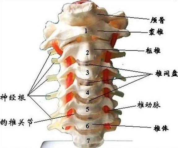 椎骨王椎骨